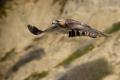 flying hawk.jpg